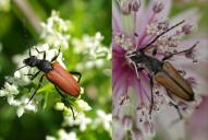Anastrangalia sanguinolenta