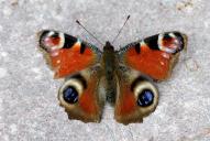 Inachis (Nymphalis) io