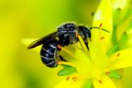 Osmia (Heriades) truncorum