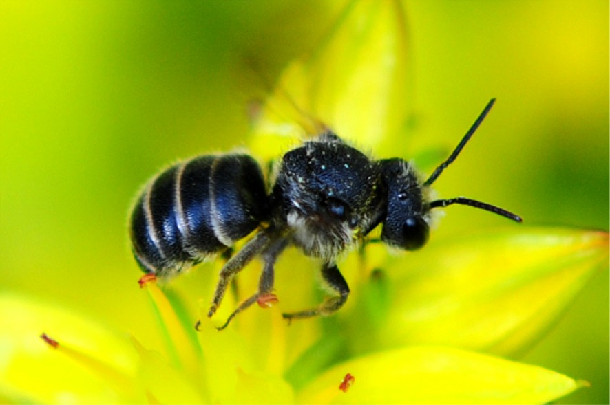 Osmia (Heriades) truncorum