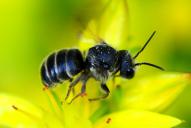 Osmia (Heriades) truncorum