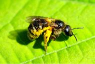 Osmia (Heriades) truncorum