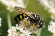 Ectemnius cephalotes