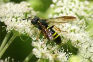Tenthredo vespa