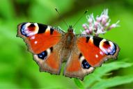 Inachis (Nymphalis) io