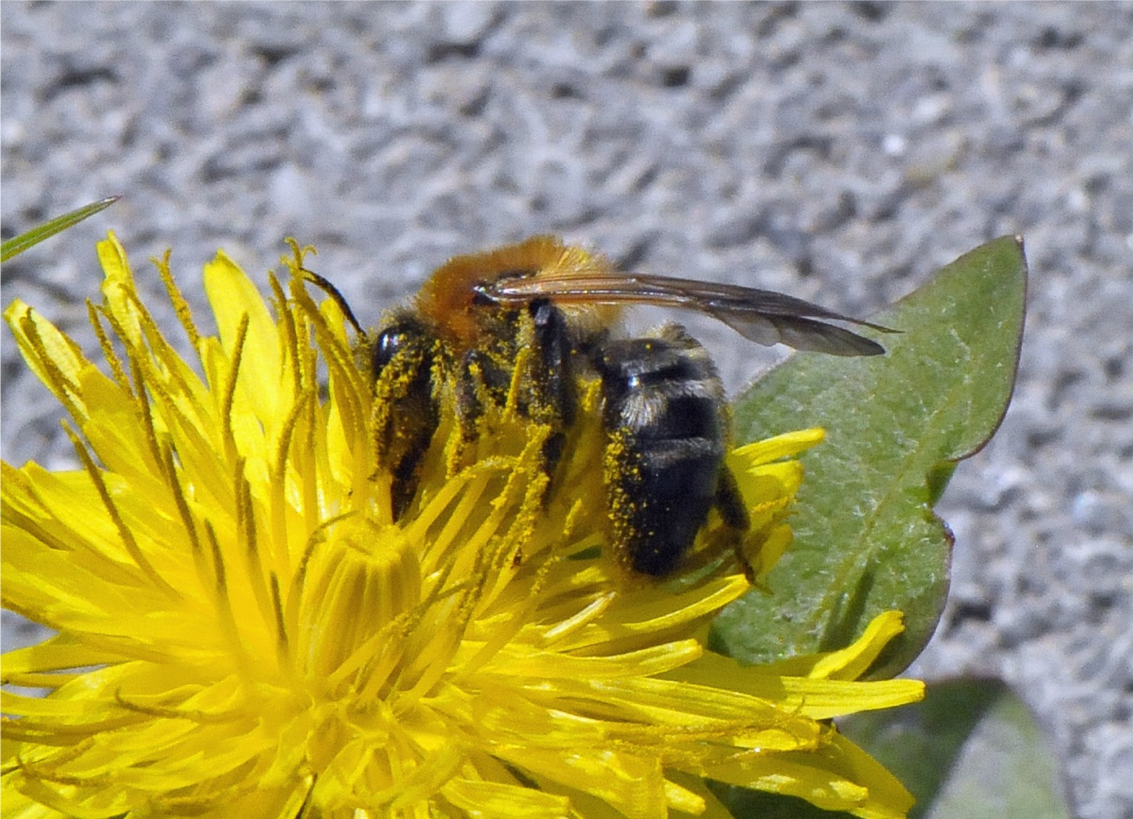 Andrena nitida