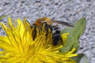 Andrena nitida