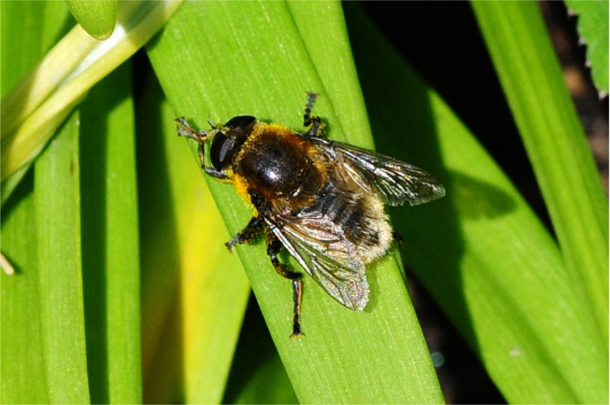 Merodon equestris