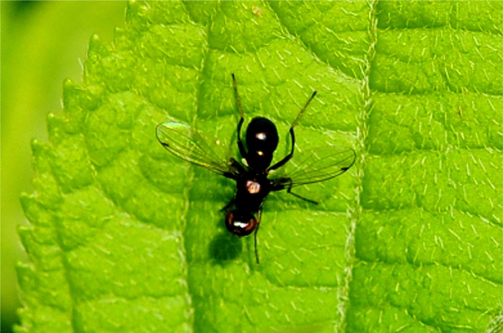 Sepsis fulgens