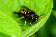 Vespula rufa