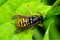 Vespula rufa