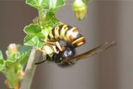 Vespula rufa