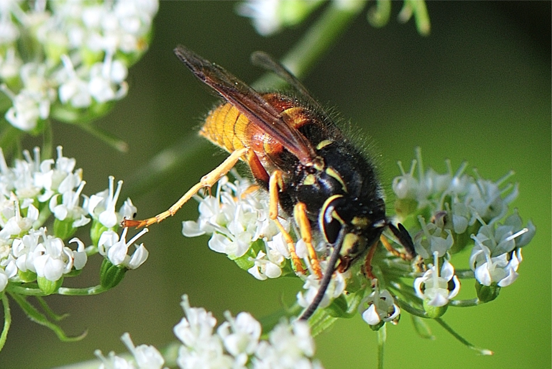 Vespula rufa