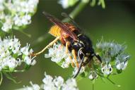 Vespula rufa