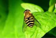 Syrphus torvus