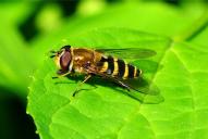Syrphus torvus