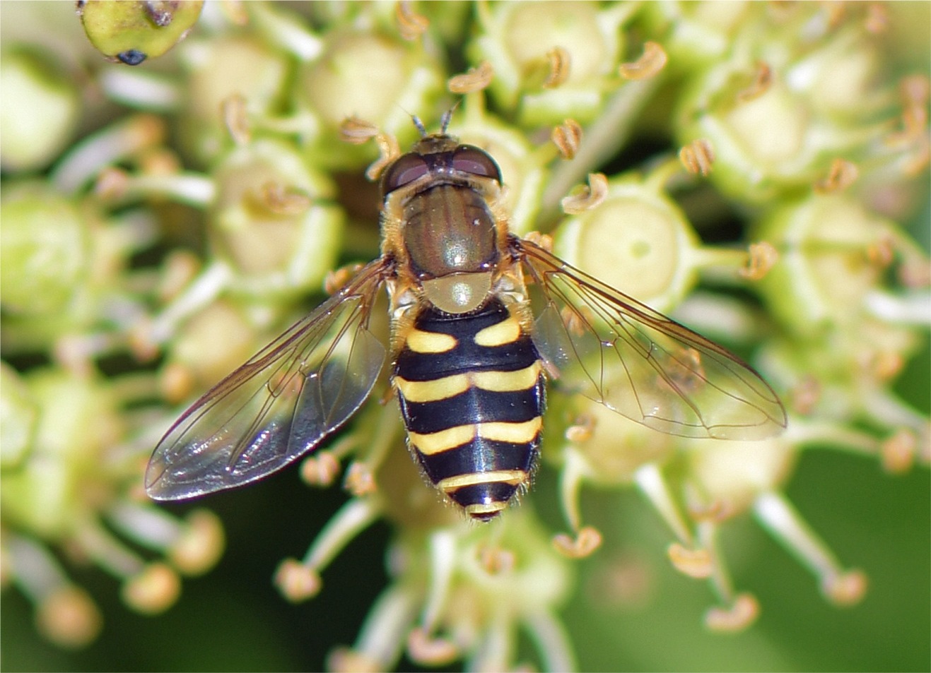 Syrphus torvus