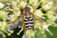 Syrphus torvus