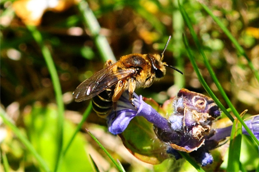 Andrena flavipes