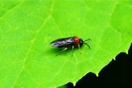 Eutomostethus ephippium