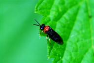 Eutomostethus ephippium