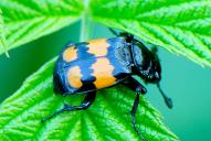Nicrophorus vespilloides