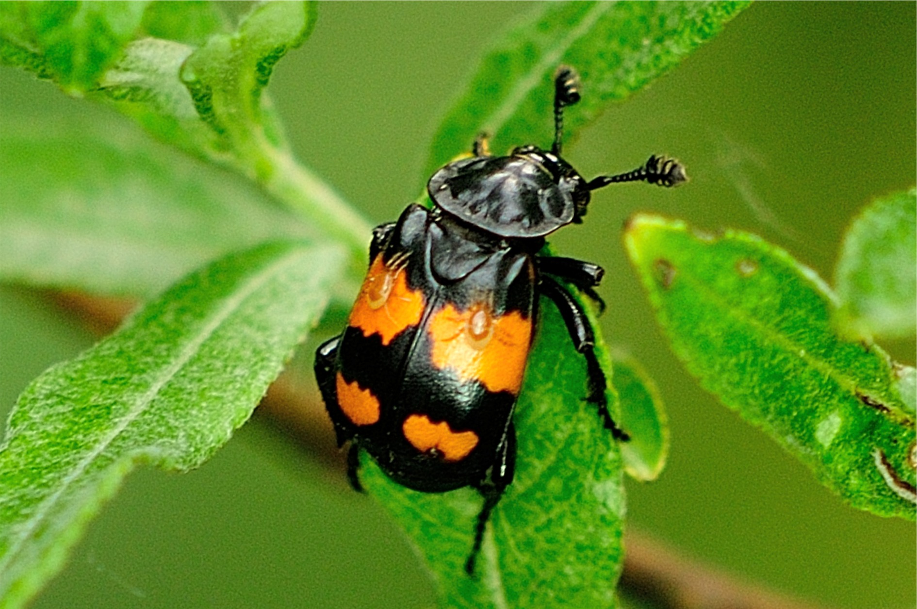 Nicrophorus vespilloides