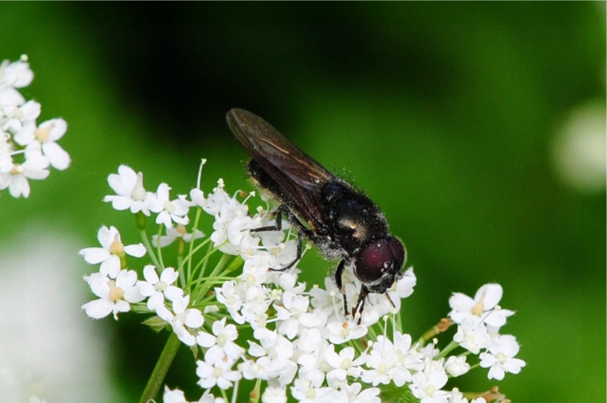 Cheilosia variabilis