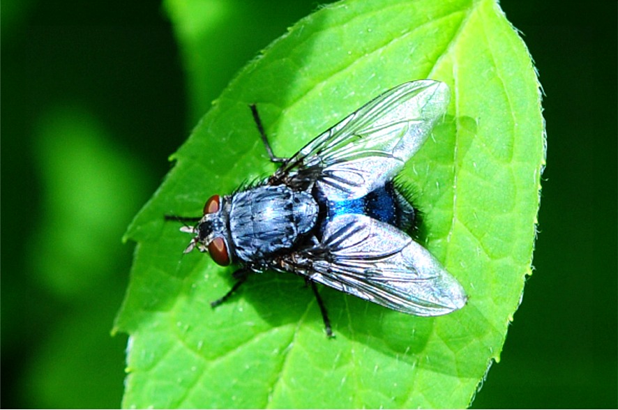 Calliphora vicina(♀)