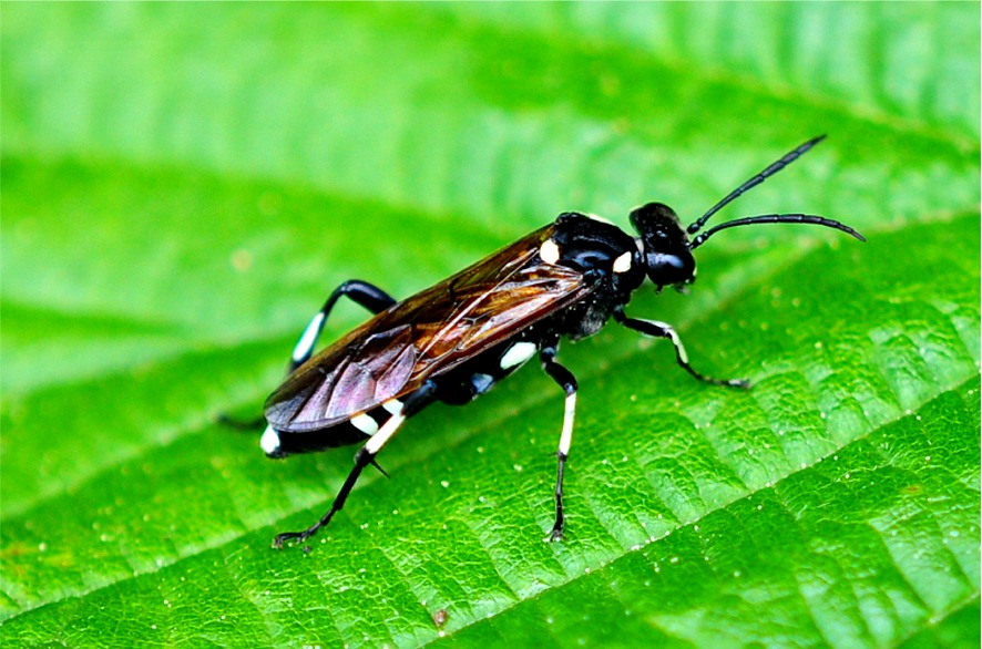 Macrophya duodecimpunctata