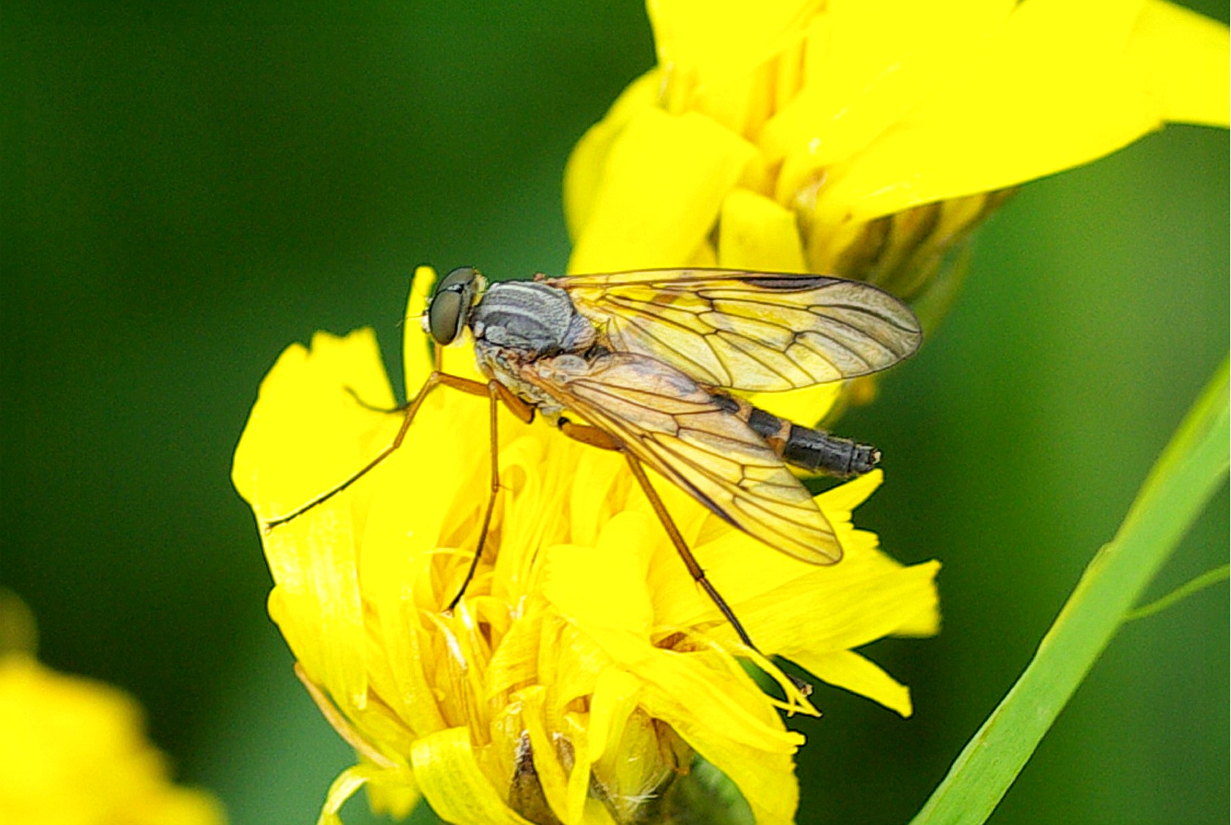 Rhagio vitripennis(♂)