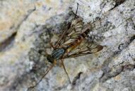 Rhagio vitripennis(♂)