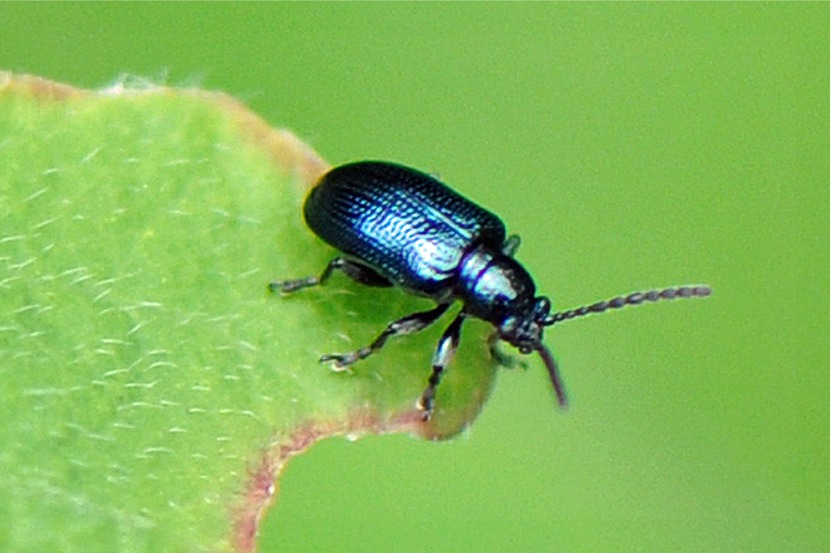 Oulema gallaeciana