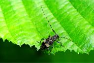 Leiopus nebulosus | linnei