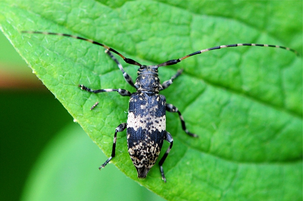 Leiopus nebulosus | linnei