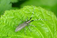 Agapanthia villosoviridescens