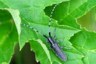 Agapanthia villosoviridescens