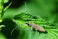Agapanthia villosoviridescens