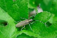 Agapanthia villosoviridescens