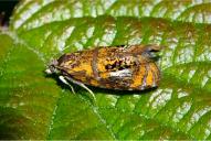 Olethreutes arcuella