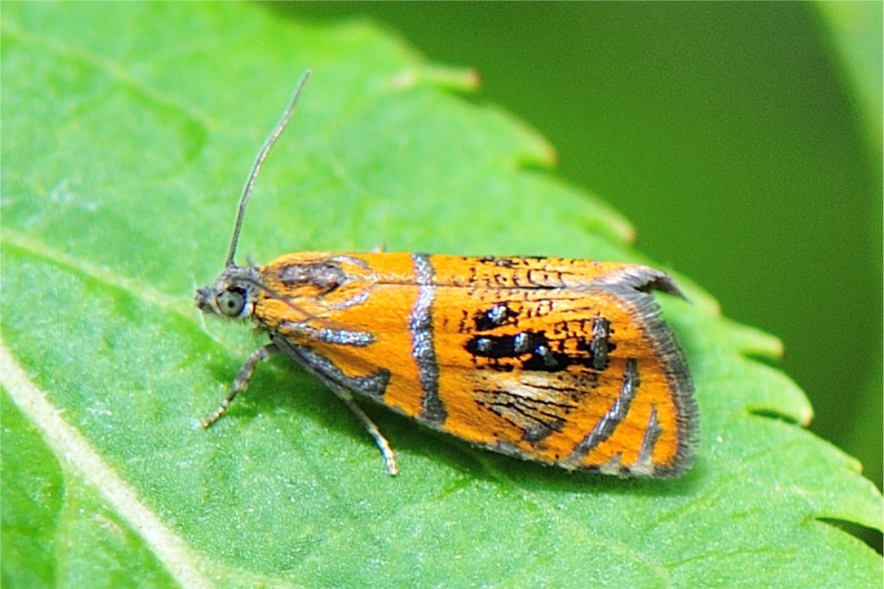 Olethreutes arcuella