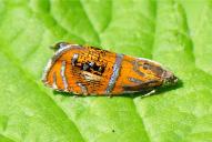 Olethreutes arcuella