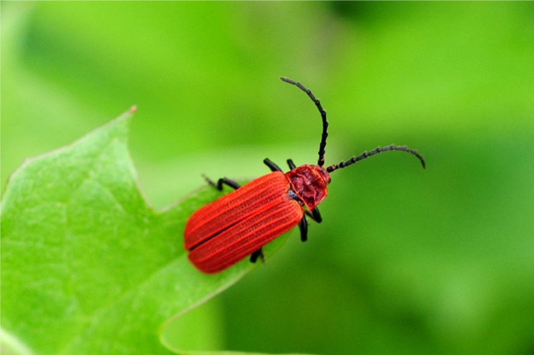 Lopherus rubens