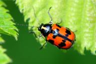 Cryptocephalus octopunctatus