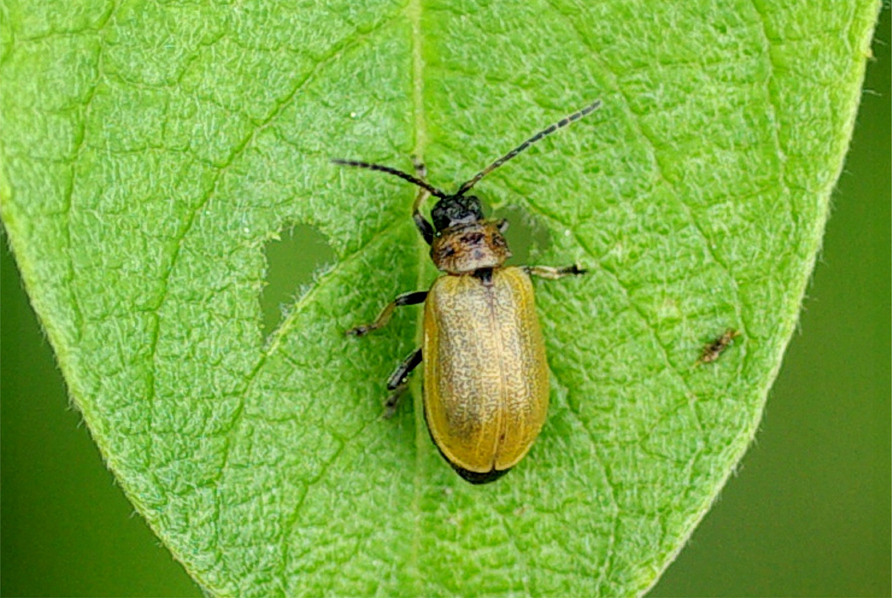 Lochmaea capreae