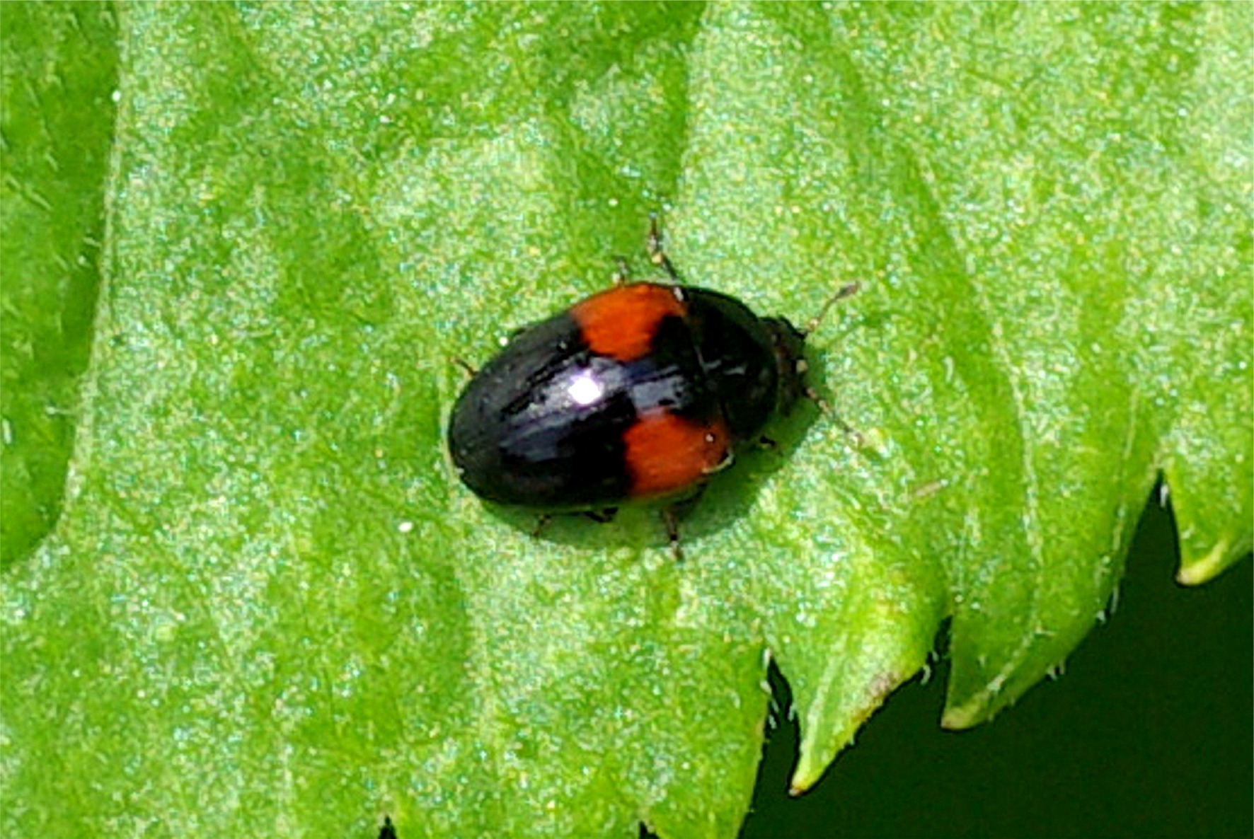 Tritoma bipustulata