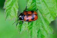 Cryptocephalus octopunctatus