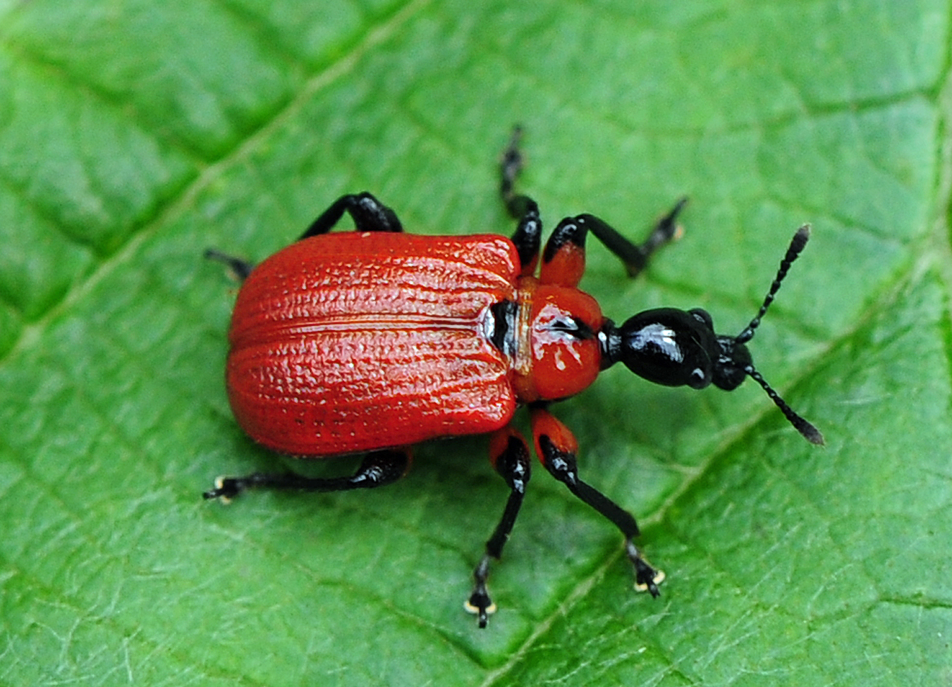 Apoderus coryli