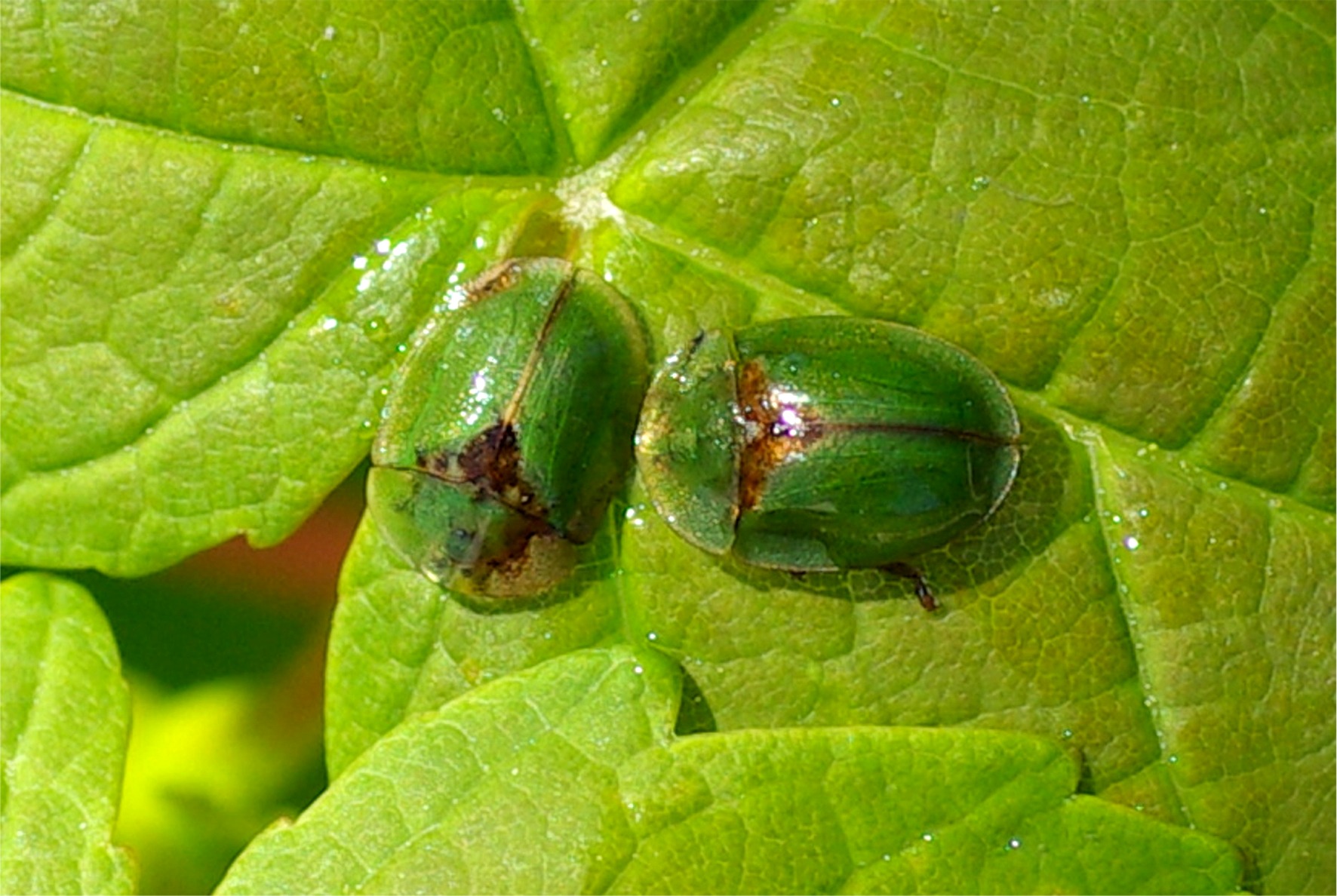 Cassida rubiginosa