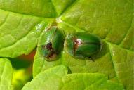 Cassida rubiginosa